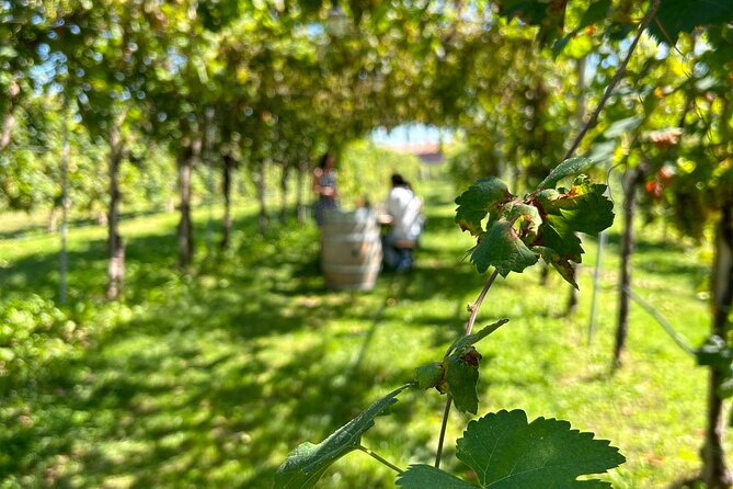 2 Guests Private Prosecco Road Tour All Inclusive from Venice - Prosecco Road from Venice: why this format works