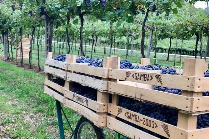 Amarone-Valpolicella tour. Visit Verona. From Venice - How a Venice-to-Verona wine day actually feels