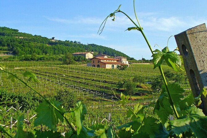 Amarone-Valpolicella tour. Visit Verona. From Venice - The Amarone–Valpolicella tasting: what you’ll taste and why it matters