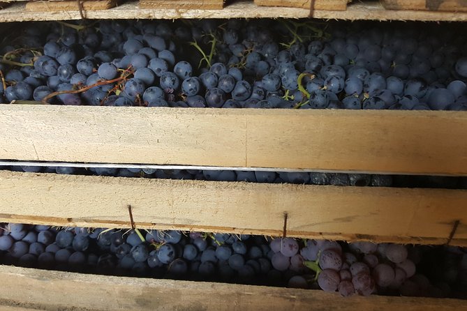Amarone Wine Tour (all-inclusive full day with lunch and expert wine guide) - Two small wineries and the Amarone lesson you come away with