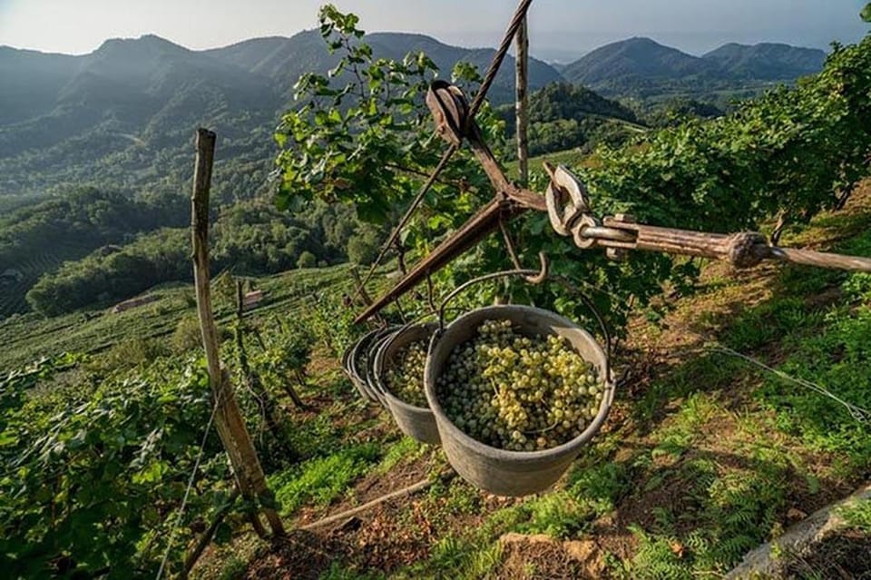 From Venice: Wine and Food tour in the Prosecco Hills - Farra di Soligo winery visit: meeting the owner and seeing how it’s made