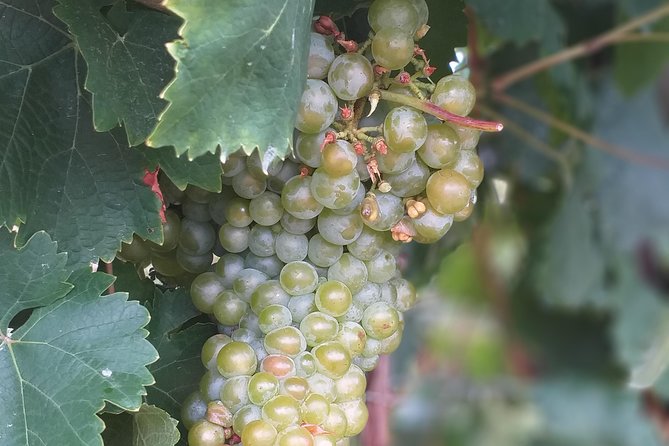 Full day Private Prosecco Tour, with certified Sommelier - Lunch isn’t included, but your guide helps you eat well