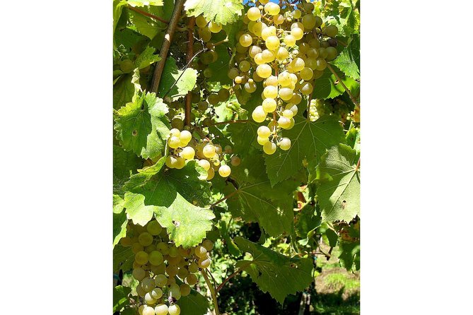 Full Day Prosecco and Cheese Tasting from Venice - Photostops in the UNESCO Vineyard Countryside
