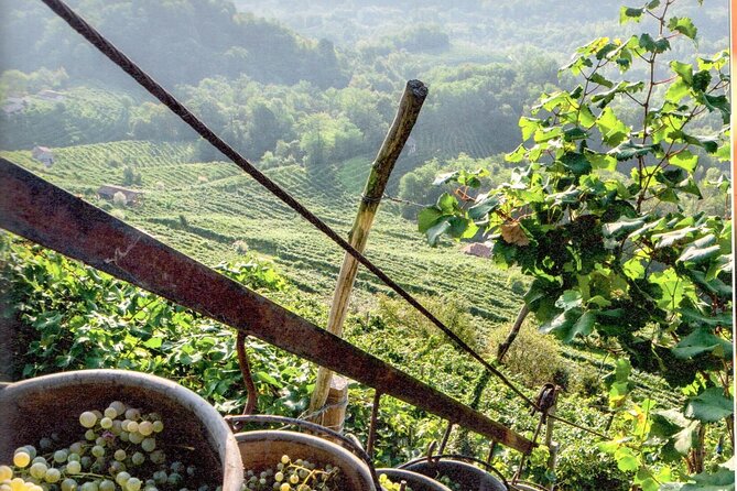 Full Day Wine Tour and Tasting in the Prosecco Region - Timing and Pacing: When the Day Feels Tight vs When It Flows