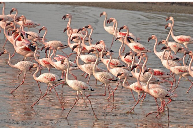 Lio Piccolo: Flamingos & Birdwatching Bike Tour in the Lagoon - Key things you’ll care about on this Lio Piccolo flamingo bike tour