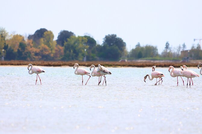 Nature Kayak Tour: Exploring Europe’s Largest Lagoon - Getting There: Fondamente Nove and the 9:00 AM Start