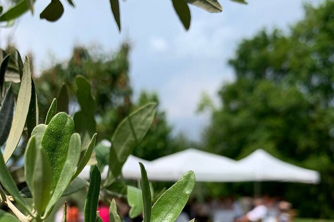 Premium Private Prosecco Hills Tour - 2 Wineries. Private tour. - The lunch window: an osteria meal with a big view