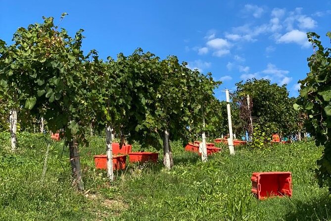 Premium Private Prosecco Hills Tour - 2 Wineries. Private tour. - Stop 2 timing in Collalbrigo: why the mid-day break matters