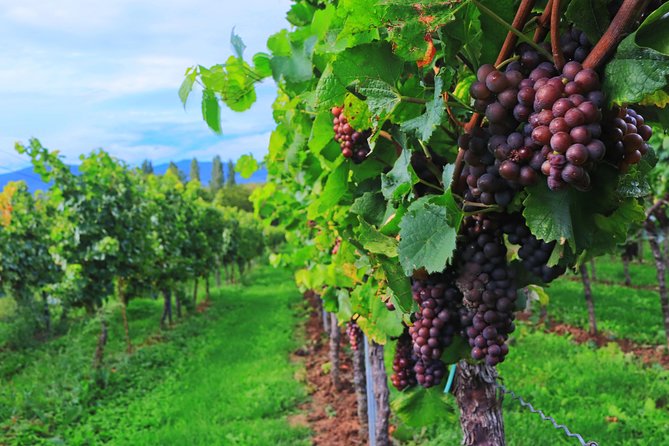 Private Half Day Wine Tasting tour: Road Of The Doges - Buying Bottles and Sending Them Home