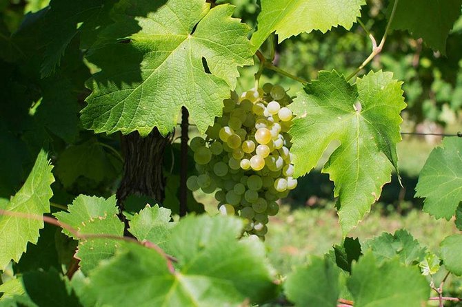 Prosecco Wine Tour. Full day from Venice - Key highlights