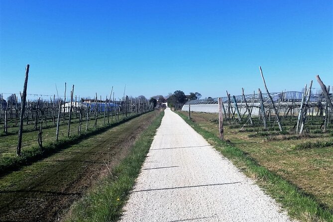 Sant’Erasmo Bike Tour in Venice’s Green Island - Stop for honey: how saltmarsh honey tastes and why it matters