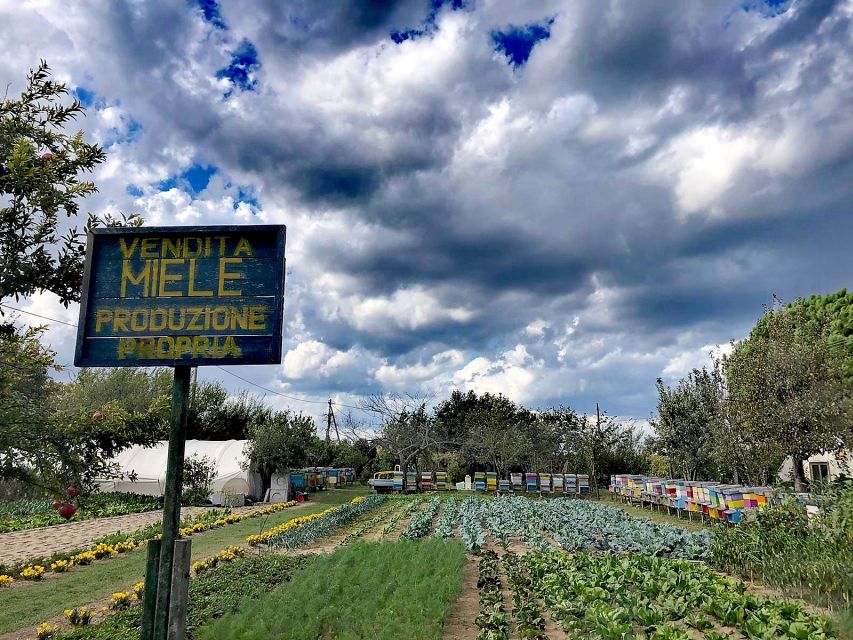 Venice: Bike Tour Honey & artichockes on Sant’Erasmo Island - Artichokes in Venice’s lagoon: why this ride feels special