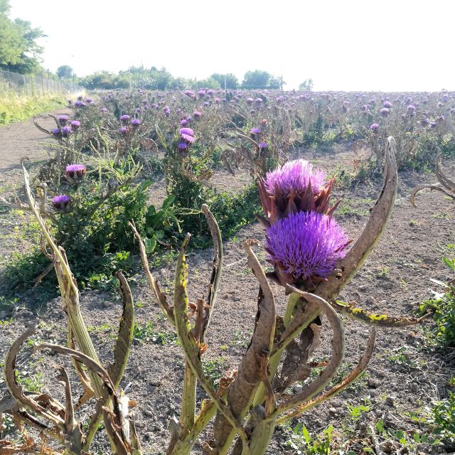 Venice: Bike Tour Honey & artichockes on Sant’Erasmo Island - Island-hopping views: Burano, Torcello, Lido, and more